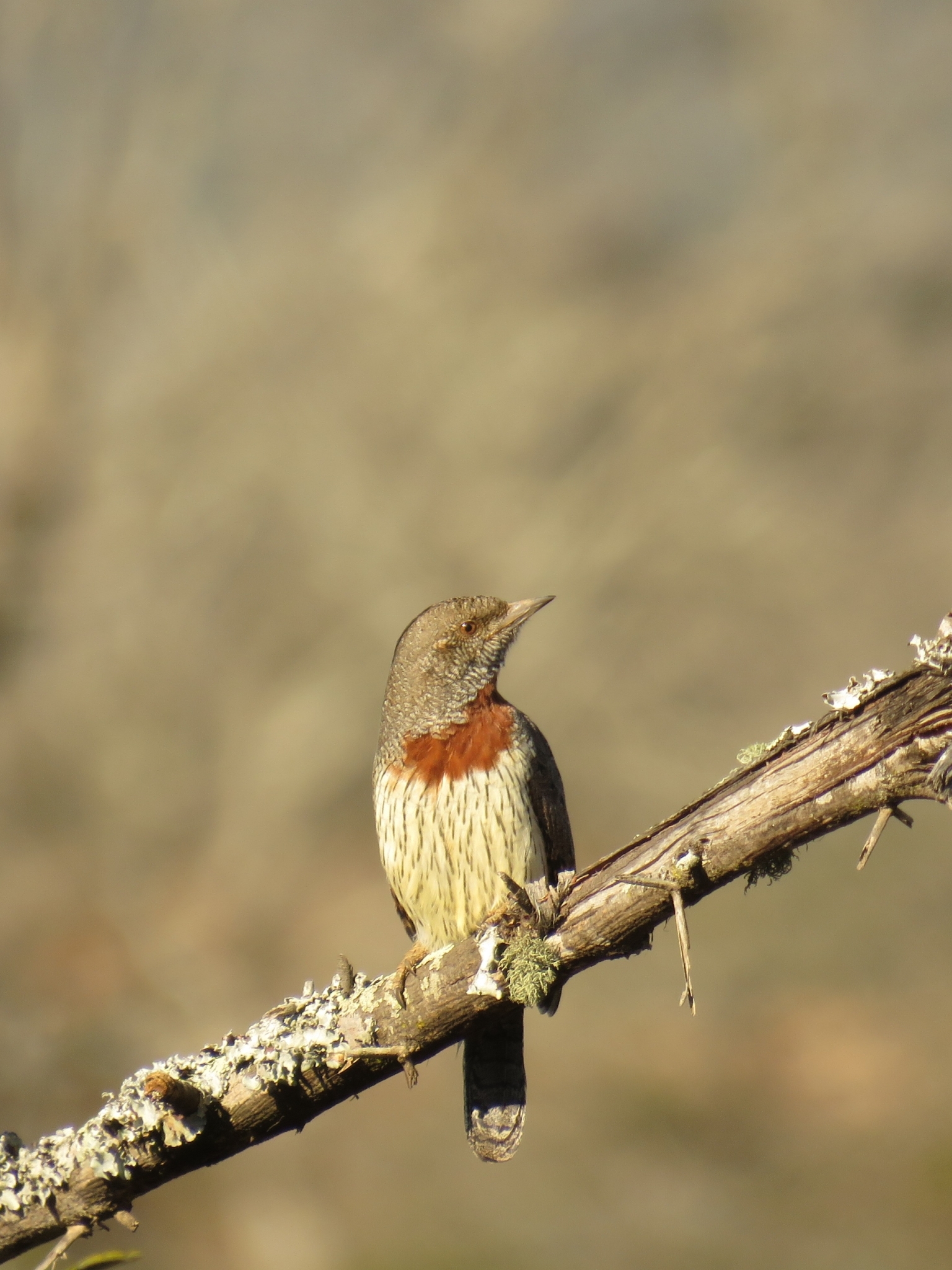 Red-throated Wryneck (Jynx ruficollis)