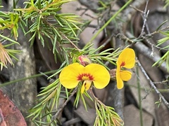 Dillwynia elegans