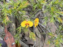 Dillwynia elegans