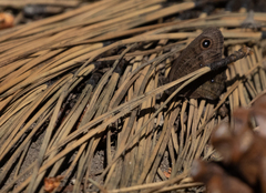 Cercyonis oetus