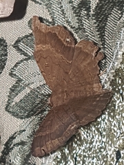 Lepidoptera