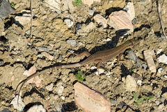 Lacerta diplochondrodes