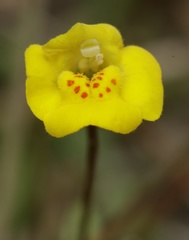 Uvedalia linearis lutea