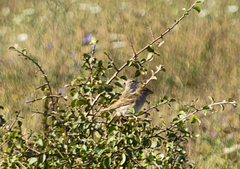 Passer hispaniolensis