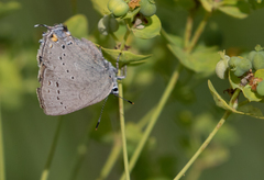 Satyrium sylvinus