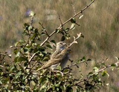 Passer hispaniolensis