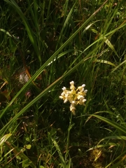 Platanthera × bicolor