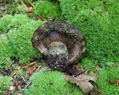 Lactarius atroviridis