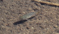 Cyprinodon macularius