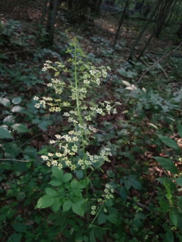 Slender bunchflower (Melanthium hybridum)