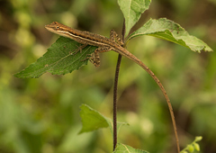 Anolis auratus