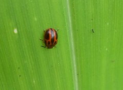 Plagiodera semivittata