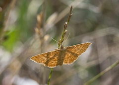 Idaea rufaria