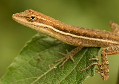 Anolis auratus