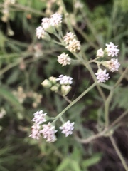 Bahieae