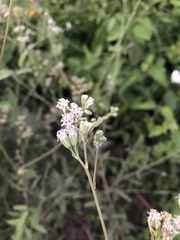 Bahieae