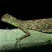 Blanford's Flying Lizard - Photo (c) Woraphot Bunkhwamdi, some rights reserved (CC BY-NC), uploaded by Woraphot Bunkhwamdi
