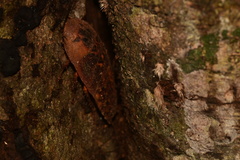 Archimandrita tessellata