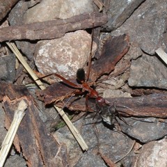 Leptomyrmex tibialis