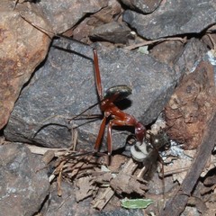 Leptomyrmex tibialis