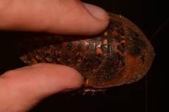 Archimandrita tessellata