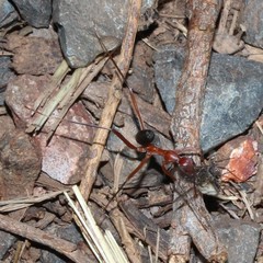 Leptomyrmex tibialis