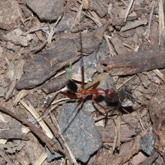 Leptomyrmex tibialis
