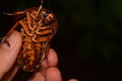 Archimandrita tessellata