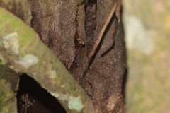 Archimandrita tessellata