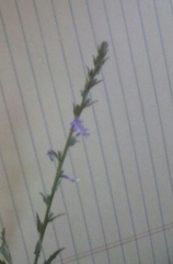 Verbena canescens