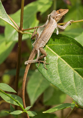Anolis auratus