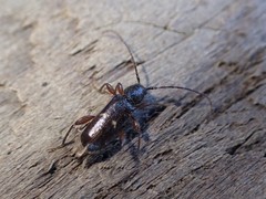 Phymatodes vulneratus