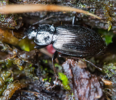Agonum placidum