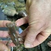 Tuckasegee Stream Crayfish - Photo (c) Adam Cohen, some rights reserved (CC BY), uploaded by Adam Cohen