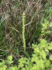 Platanthera stricta