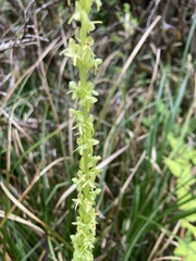 Platanthera stricta