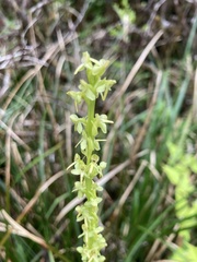 Platanthera stricta