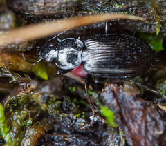 Agonum placidum
