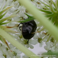 Corimelaena lateralis