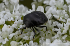 Corimelaena lateralis