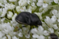 Corimelaena lateralis