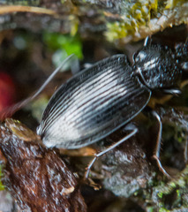 Agonum placidum