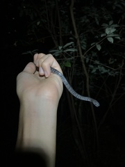 Pareas margaritophorus