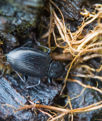 Agonum placidum