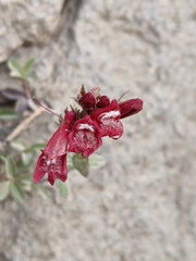 Penstemon newberryi