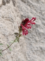 Penstemon newberryi