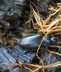 Agonum placidum