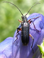 Cortodera femorata