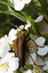 Lepturobosca nigrolineata
