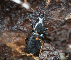 Agonum placidum